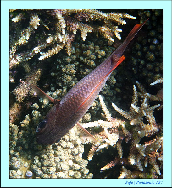 2012 - 07 - Dauin Sanctuary 62